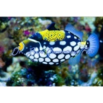 Clown Triggerfish