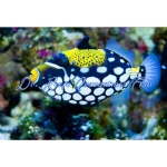 Clown Triggerfish
