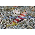 Wheeler Goby & Pistol Shrimp bonded pair