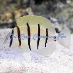 Convict Tang