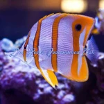 Copperband Butterflyfish