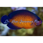 Coral Beauty Angelfish