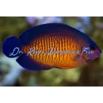 Coral Beauty Angelfish