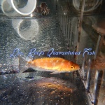 Crescent Tail Fairy Wrasse (Male)