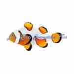 DaVinci Clownfish