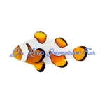 DaVinci Clownfish