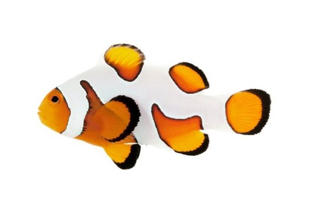 davinciclownfish DaVinci Clownfish - Image 1