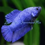 Delta Super Mixed Color female