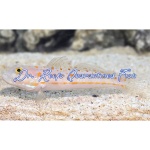 Diamond Goby