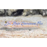 Diamond Goby