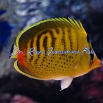 Dot Dash Punctato Butterflyfish