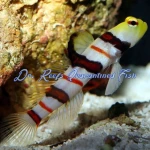 Dracula Goby