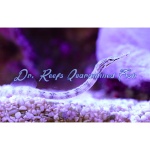 Dragonface Pipefish