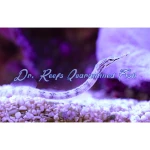 Dragonface Pipefish