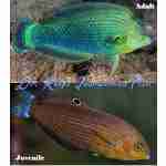 Dusky Margined Wrasse