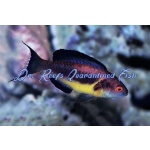 Dusky Fairy Brunneus Wrasse