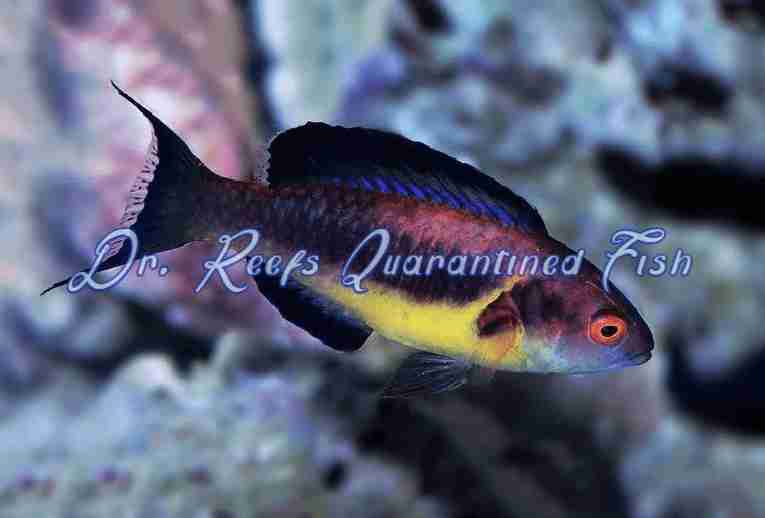duskyb.png Dusky Fairy Brunneus Wrasse - Image 1