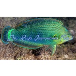 Dusky Margined Wrasse