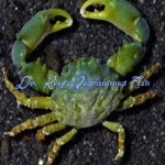 Emerald Crab