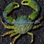 Emerald Crab