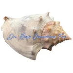 Fighting Conch