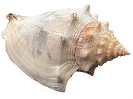 fightingconch Fighting Conch - Image 1