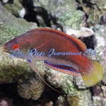 Fine Spotted Fairy Wrasse (Female)