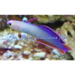 Firefish Purple