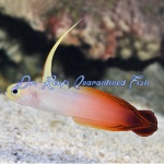 Firefish Red/Regular