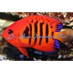 Flame Angelfish