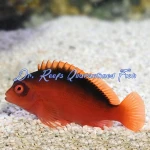 Flame Hawkfish