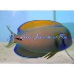 Fowler's Surgeonfish