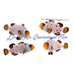 Frostbite Frozen Bonded Pair