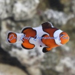 Gladiator Clownfish