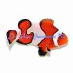 Gladiator Clownfish