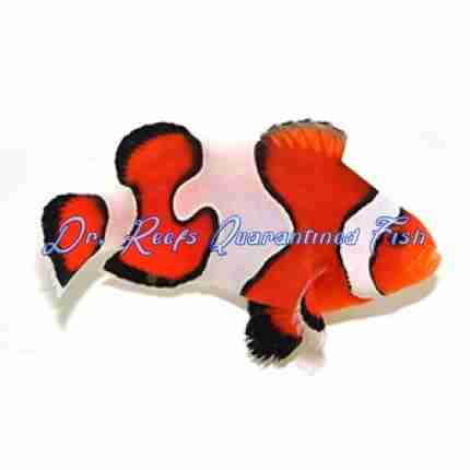 Gladiator Clownfish