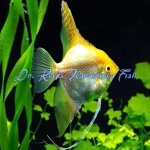 Gold Angelfish