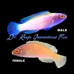 Golden Rhomboidalis Wrasse (Male)