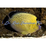 Goldflake Angelfish (Captive Bred)