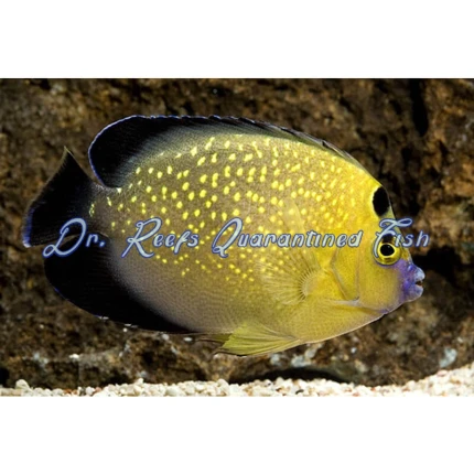 Goldflake Angelfish (Captive Bred)