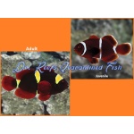 Gold Stripe Maroon Clownfish