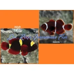 Gold Stripe Maroon Clownfish