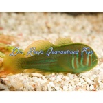 Clown Goby Green