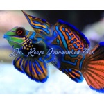 Mandarin - Blue/Green (Wild Caught)