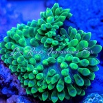 Green Bubble Tip Anemone