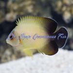 Half Black Angelfish
