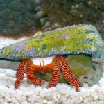 Hermit Crab-Halloween