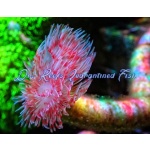 Hardtube Pink Coco Worm