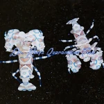Harlequin Shrimp