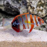 Harlequin Tusk (Aussie)